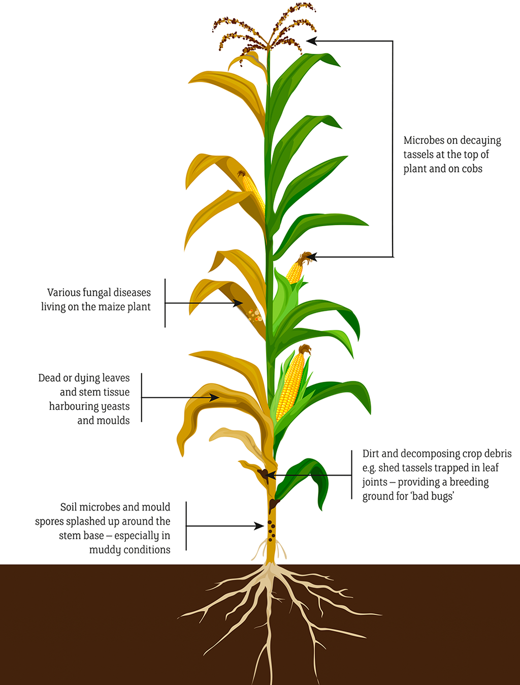 Maize illustration 