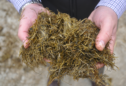 Silage in hands  300 listing