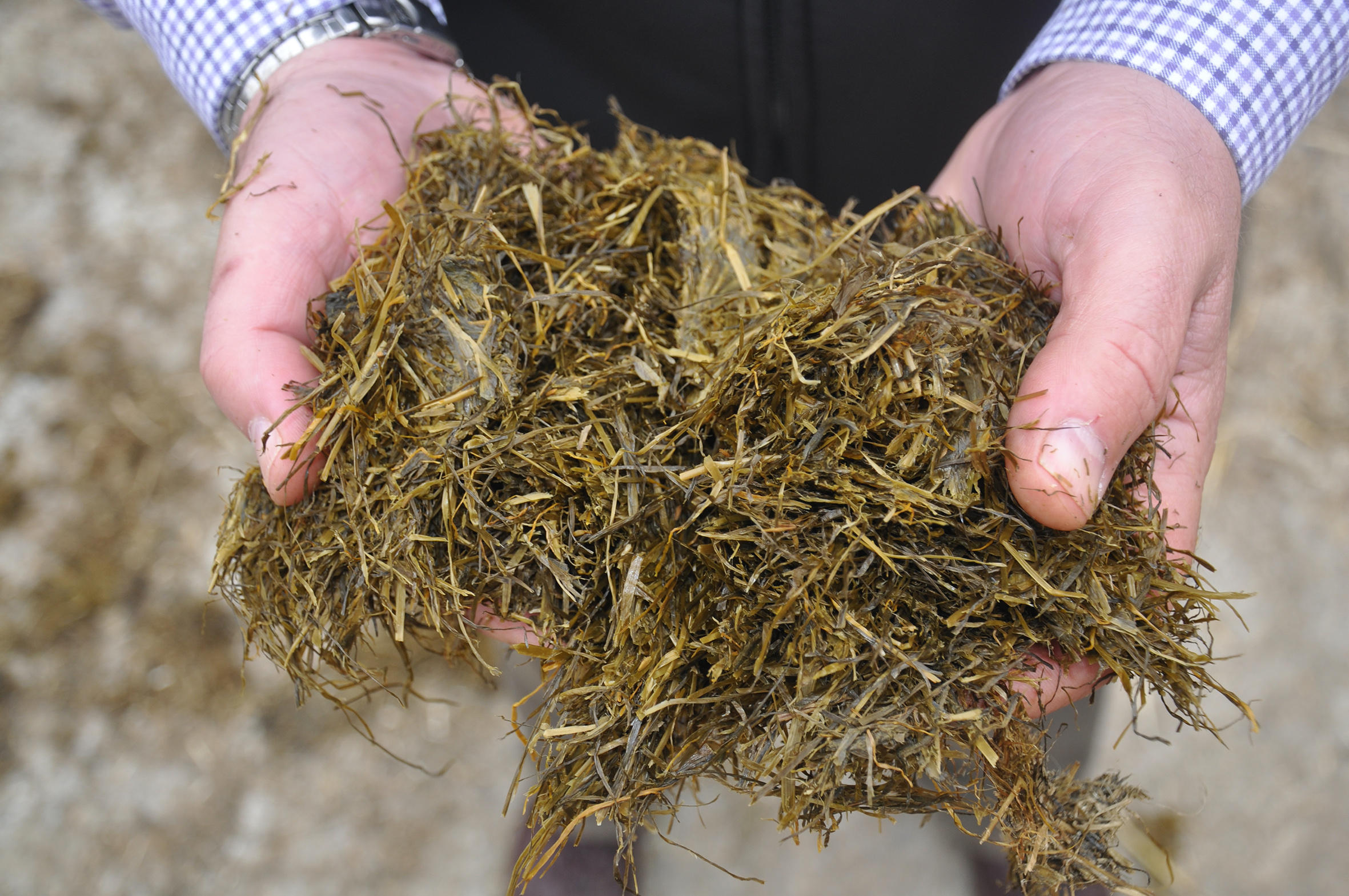 Silage_in_hands 
