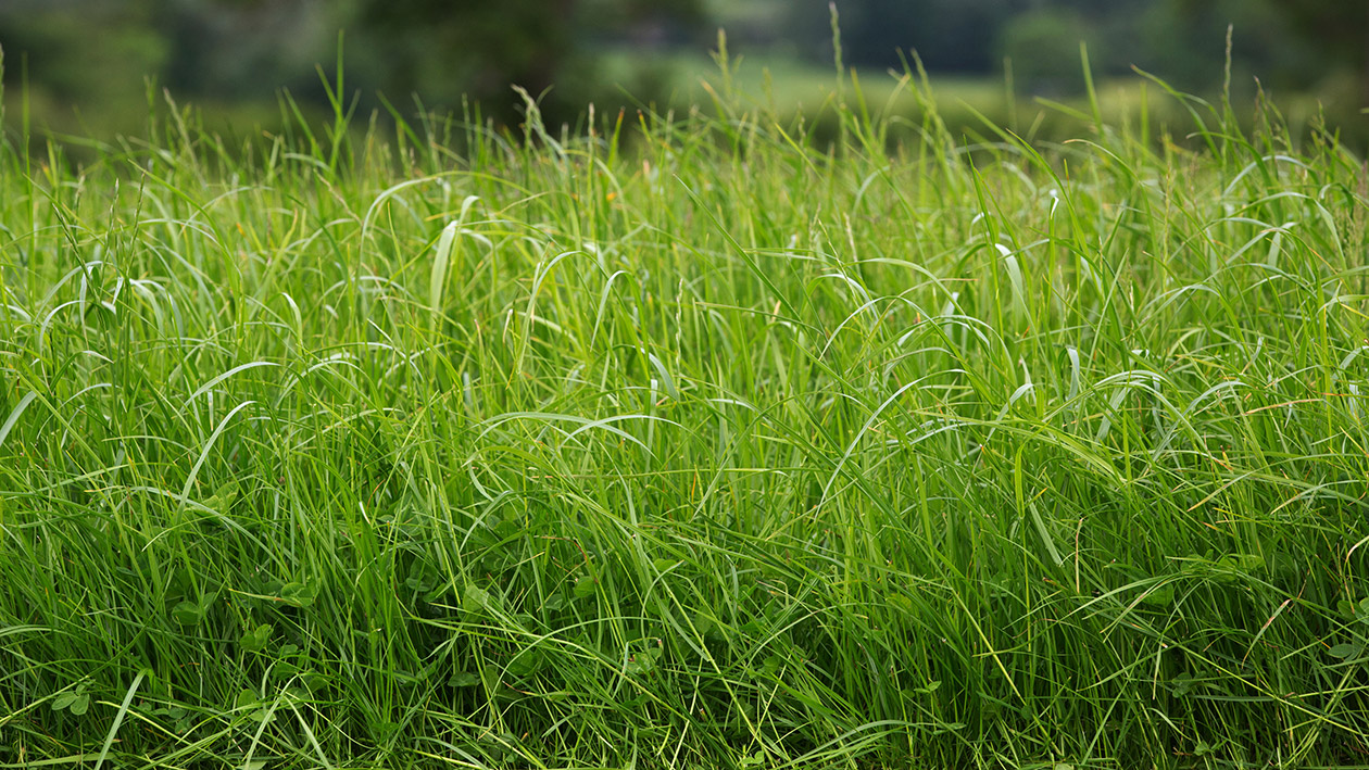 Campaign for better silage 