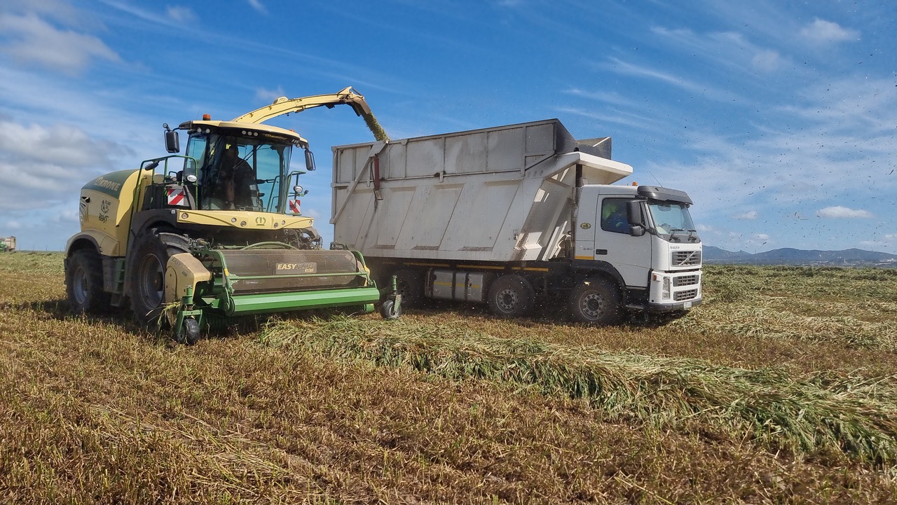 Silaging 