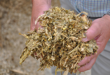Maize silage in hands 300 listing