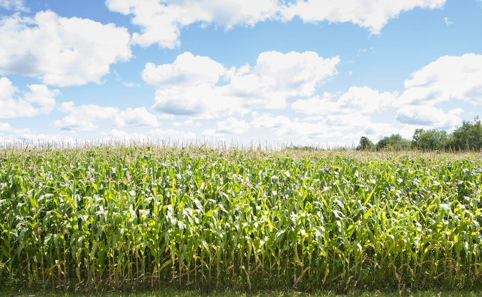 Maize crop