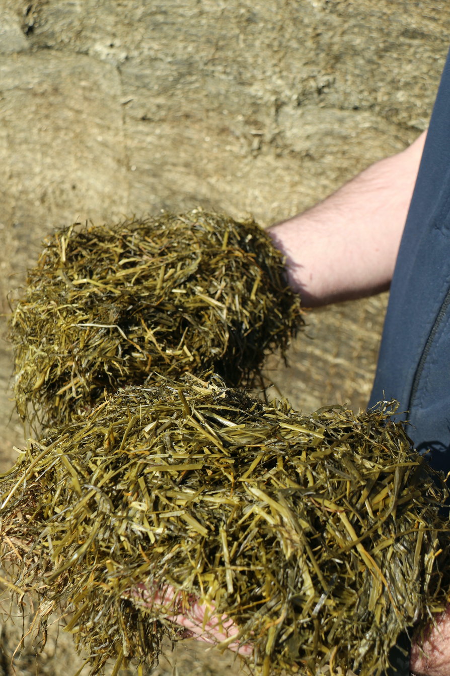 Grass silage 2