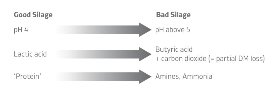 Good silage bad silage