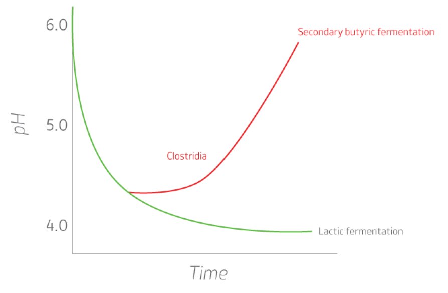 Secondary fermentation graph