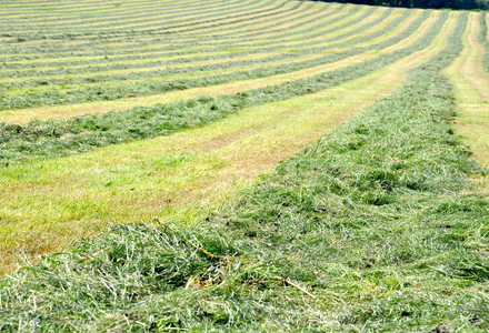 Wilting grass 1 4288x2848 listing