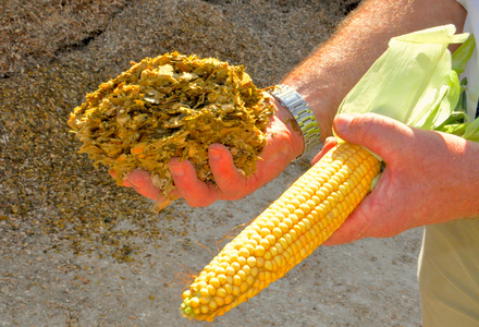 Maize silage and maize cob listing