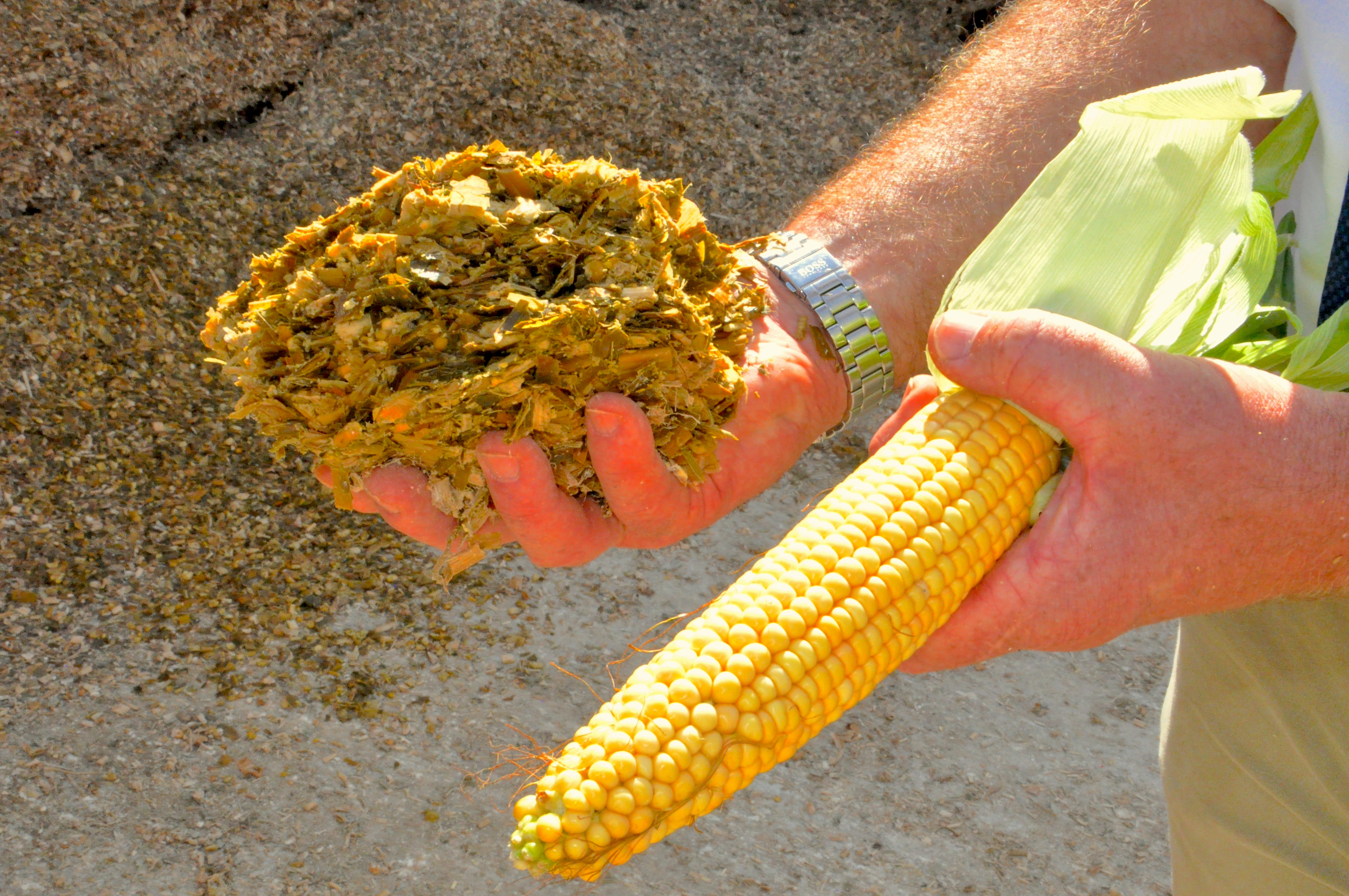 Maize silage and cob