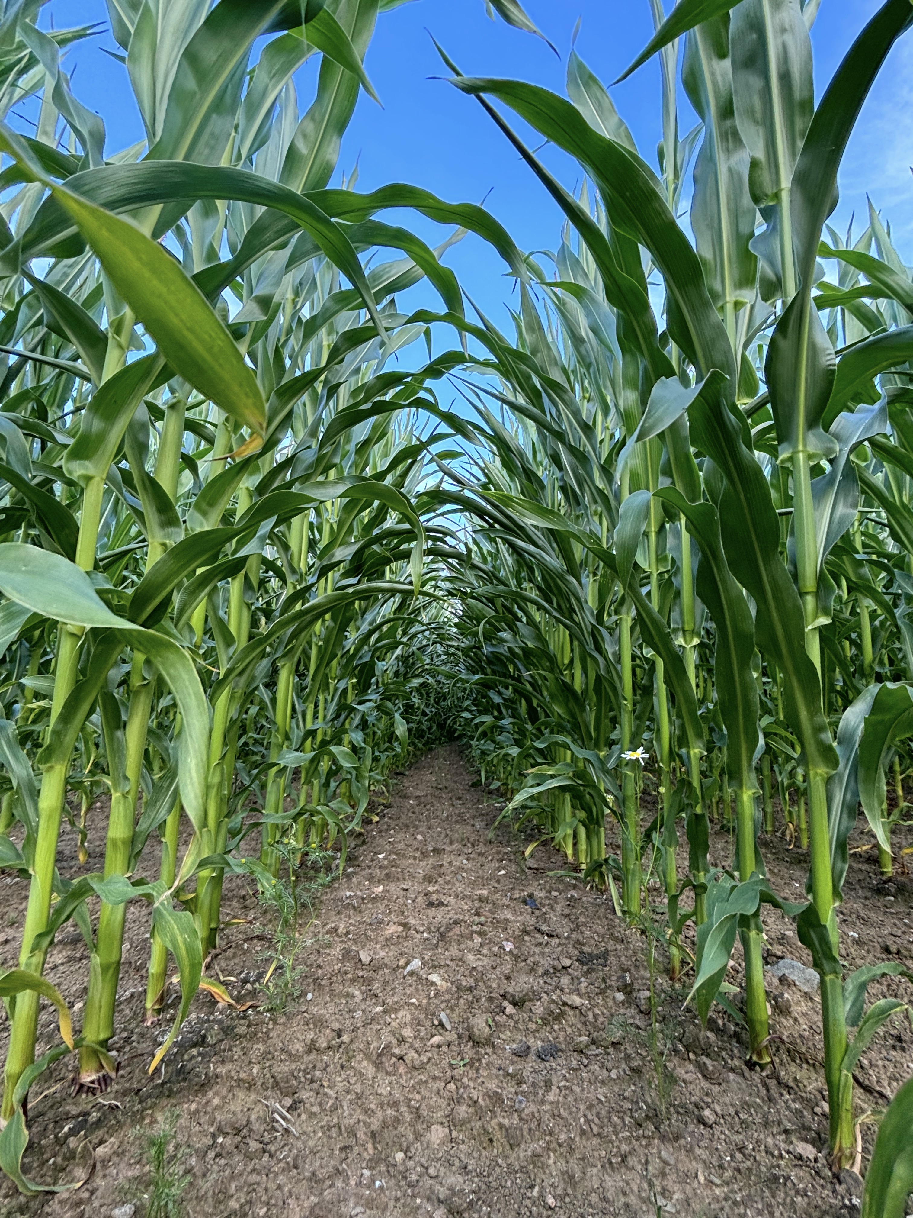 Maize rows 