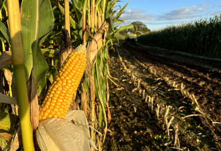 Maize field  golden hour  15  listing
