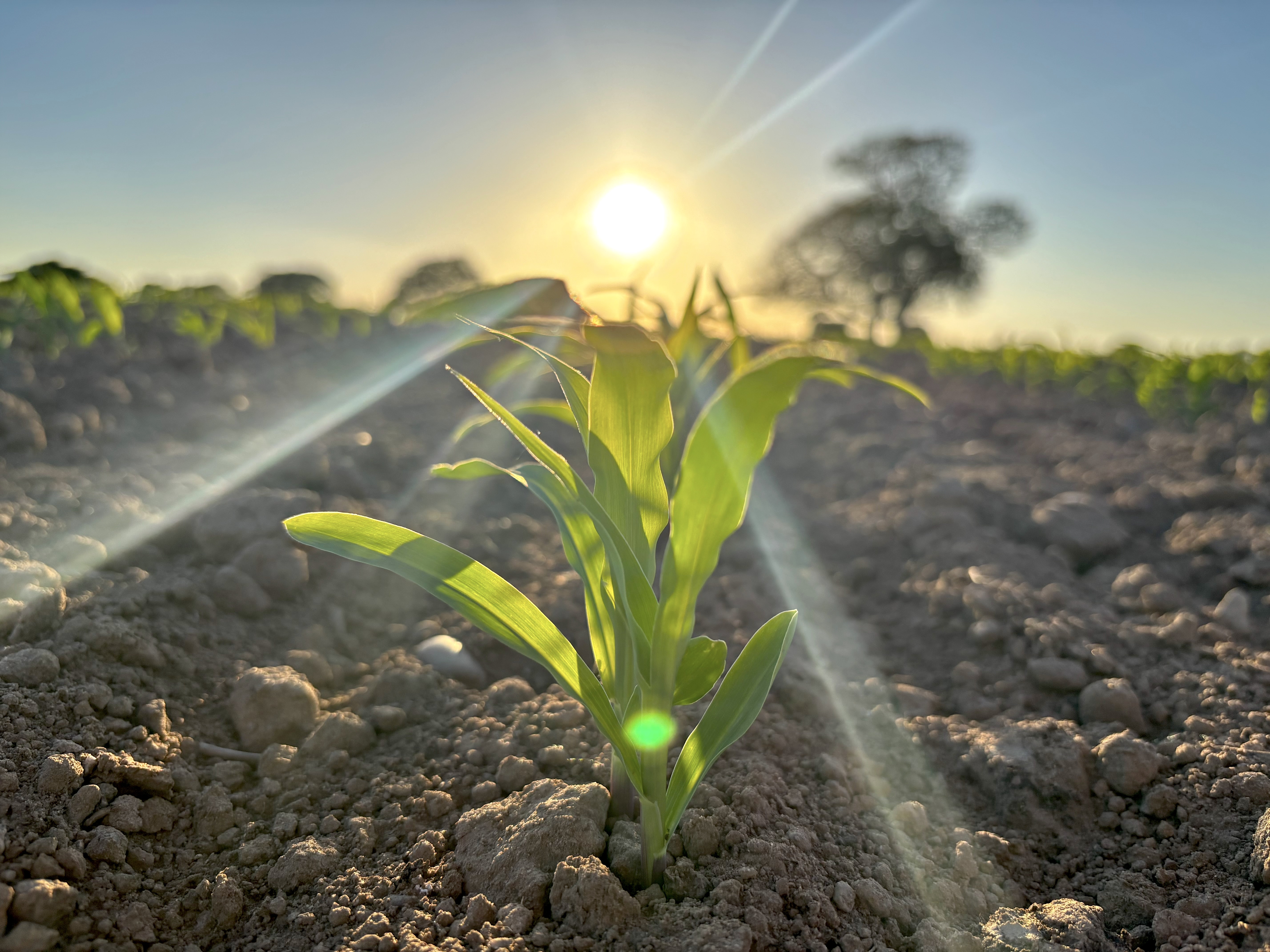 Marks Maize