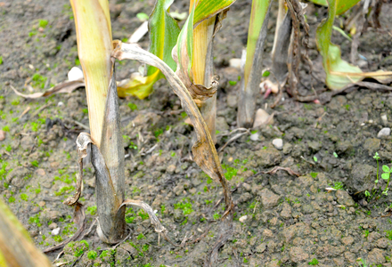 Maize stem base  300 listing