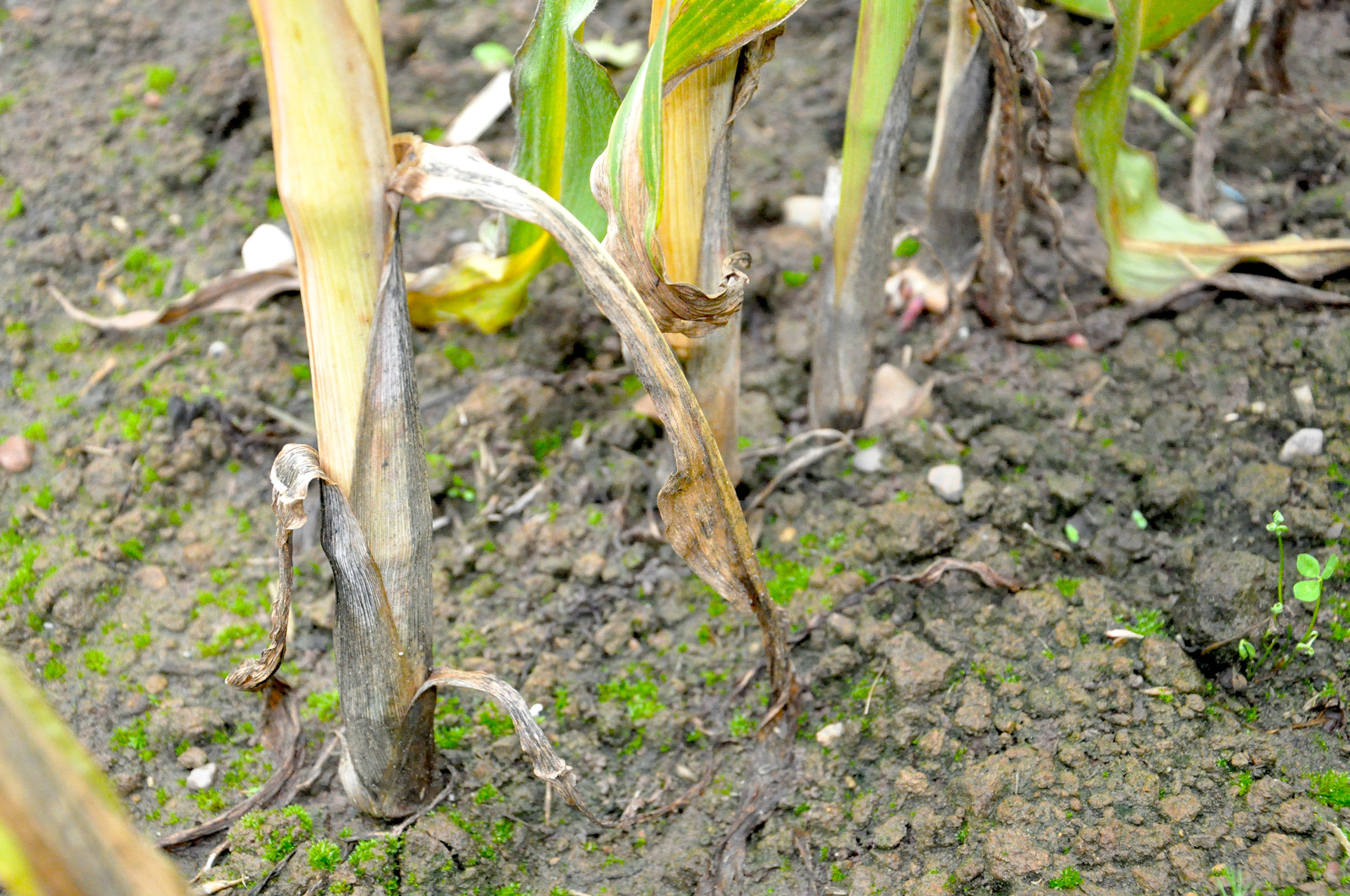 Maize Stem