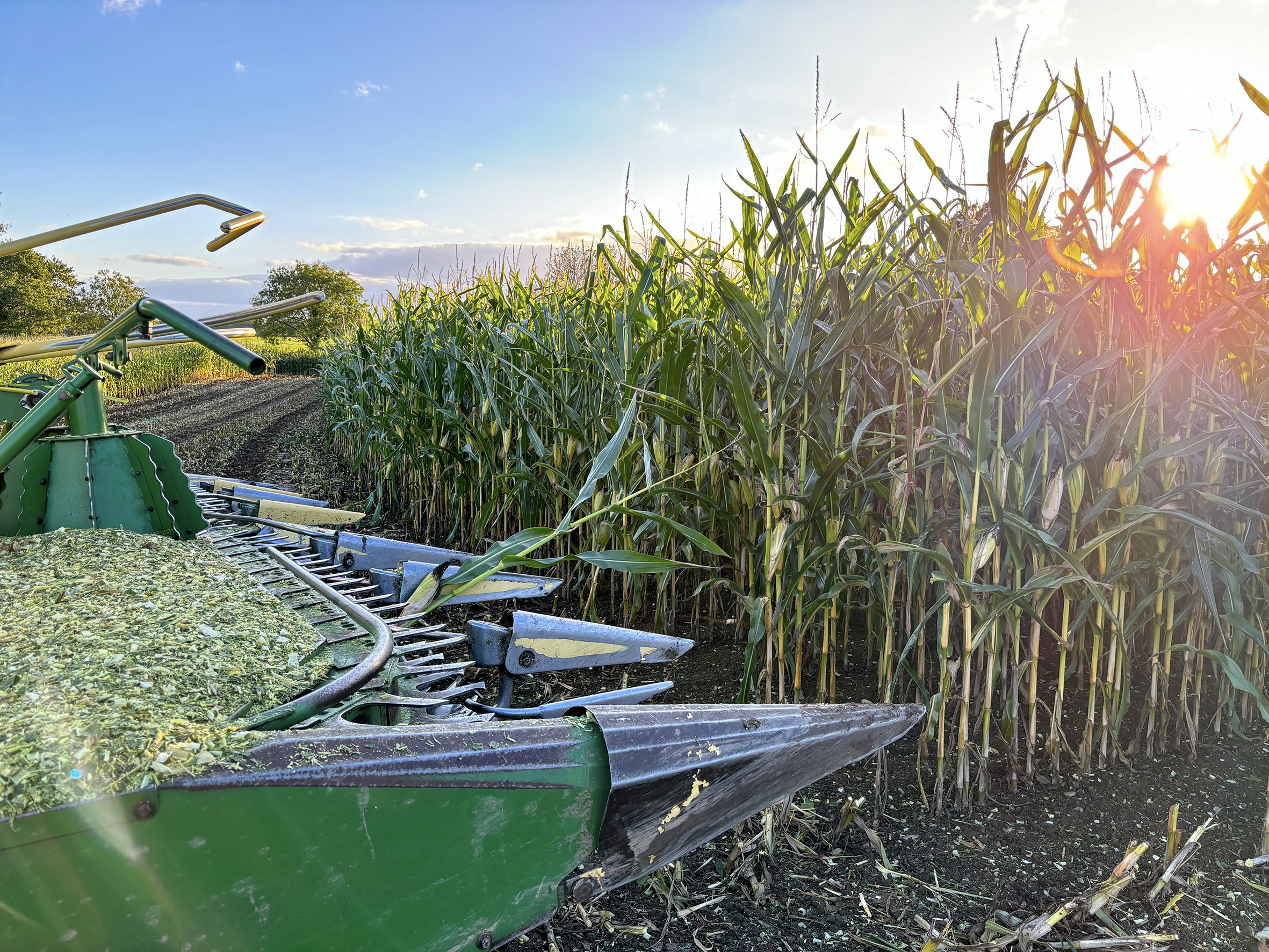 Maize Harvest 