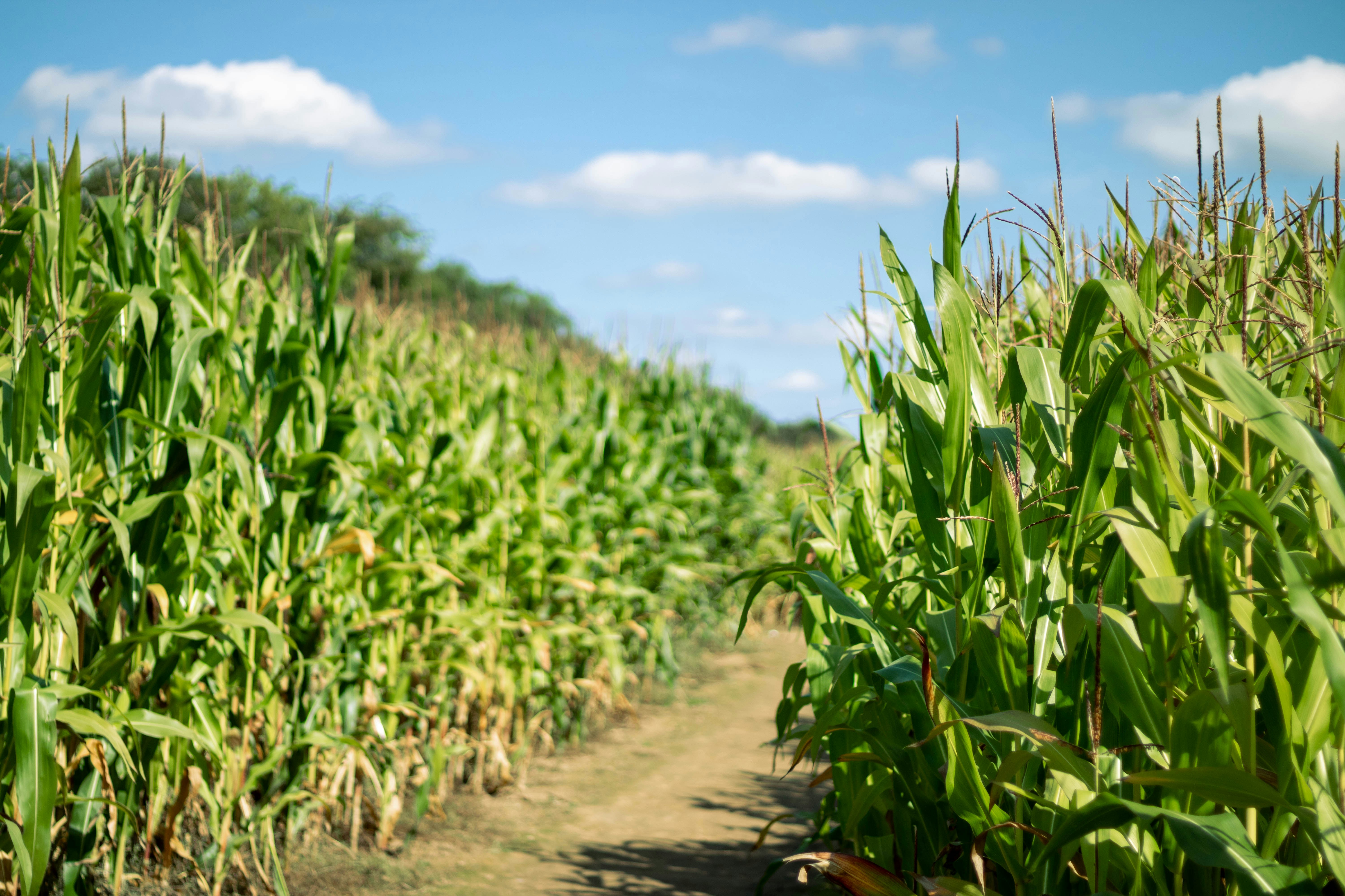 Maize 