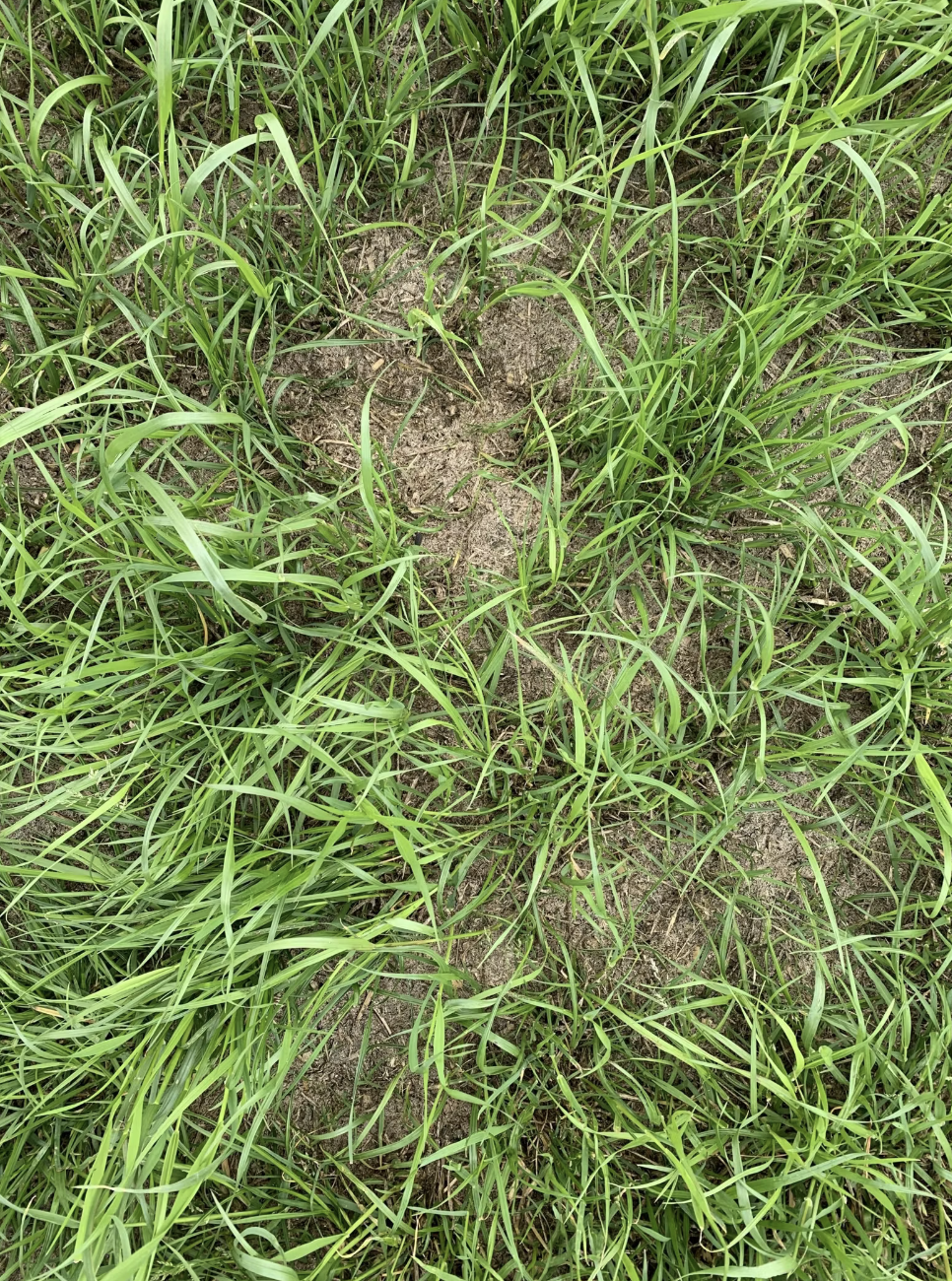 Dried slurry in grass