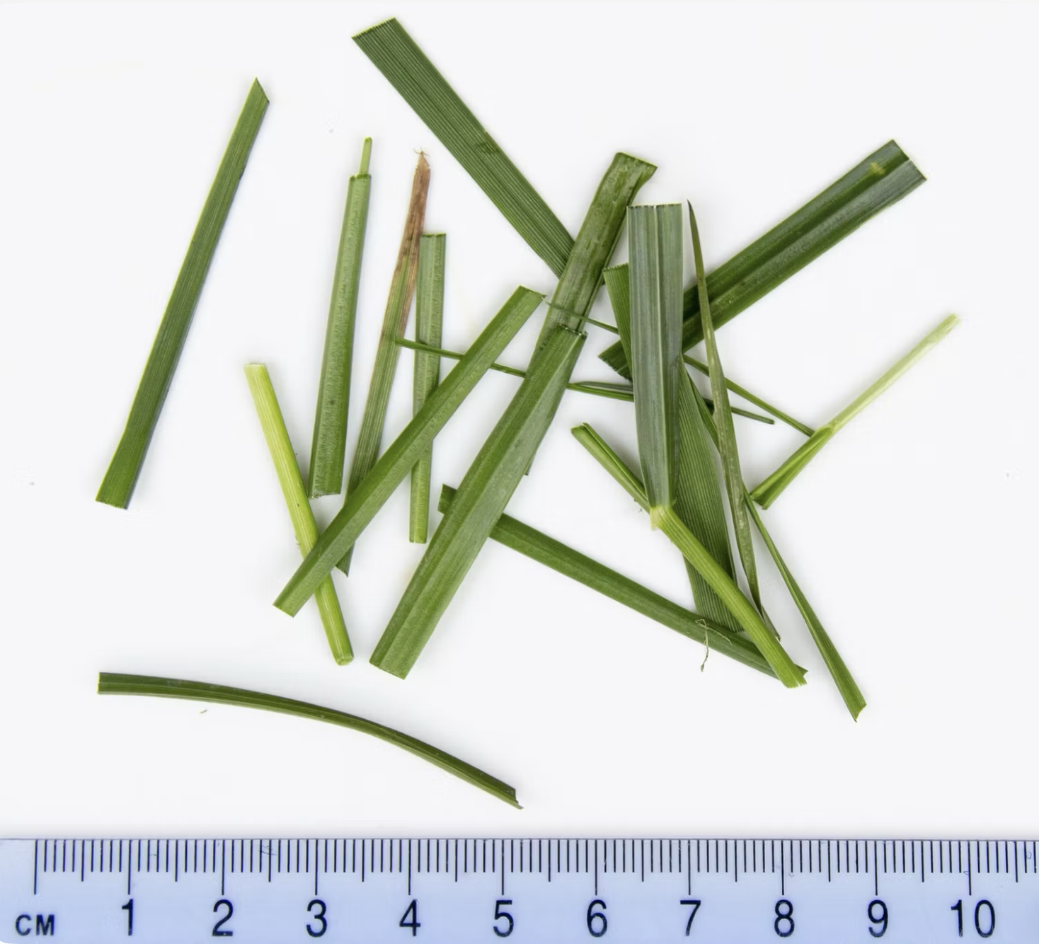 Gram of grass