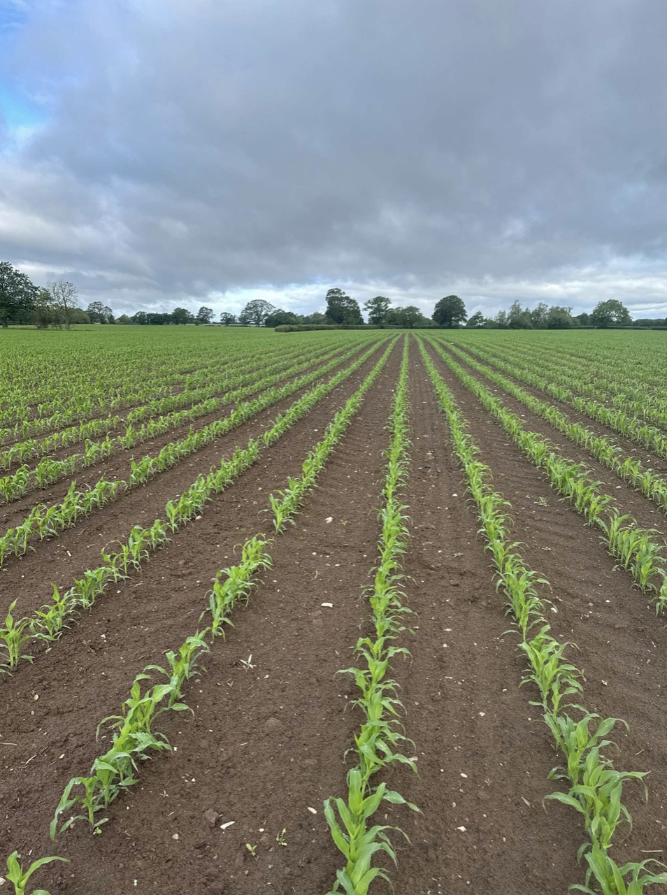 Mark Fitton Maize