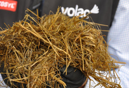 Silage in hands  banner 2 listing